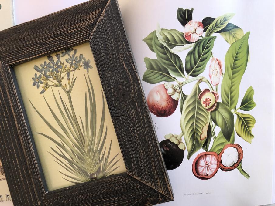 Botanical Art for Your Home - My Tasteful Space