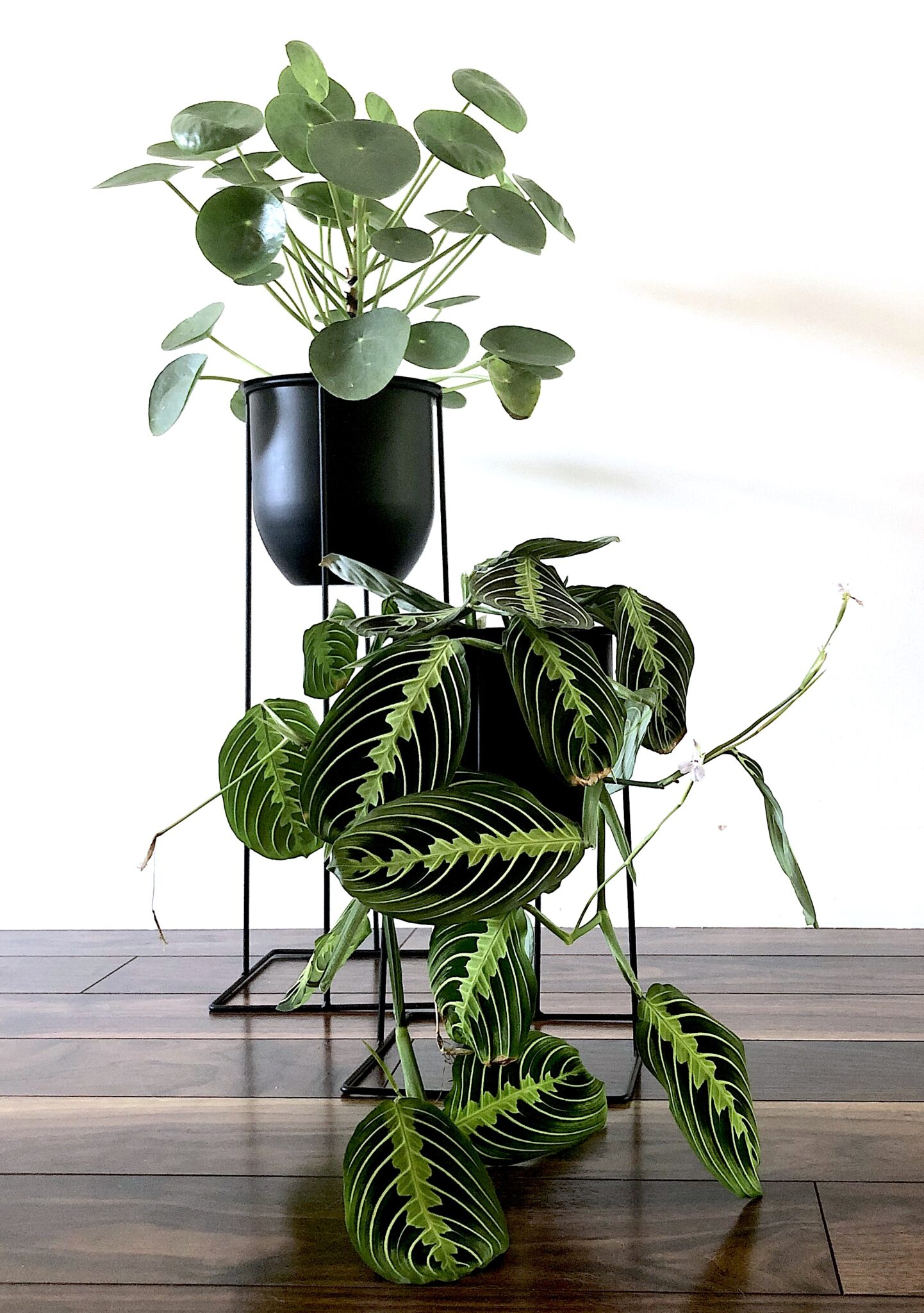 money tree chula vista Money Tree main image 1