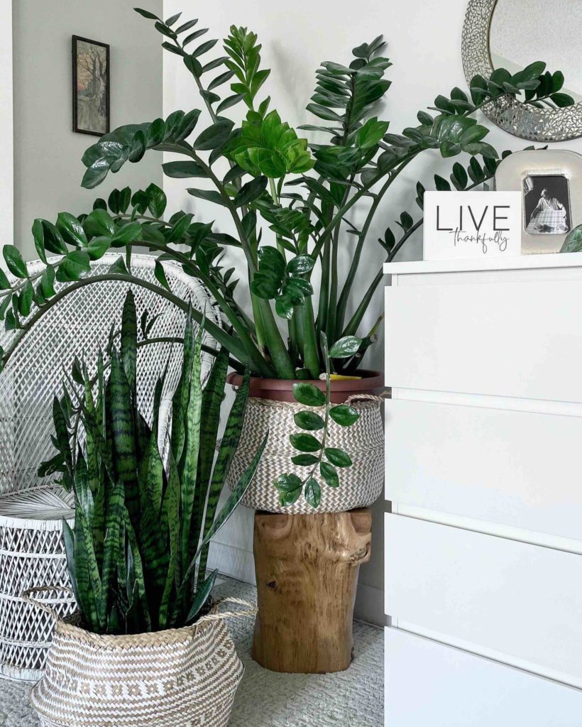 How To Decorate Your Home With Plants