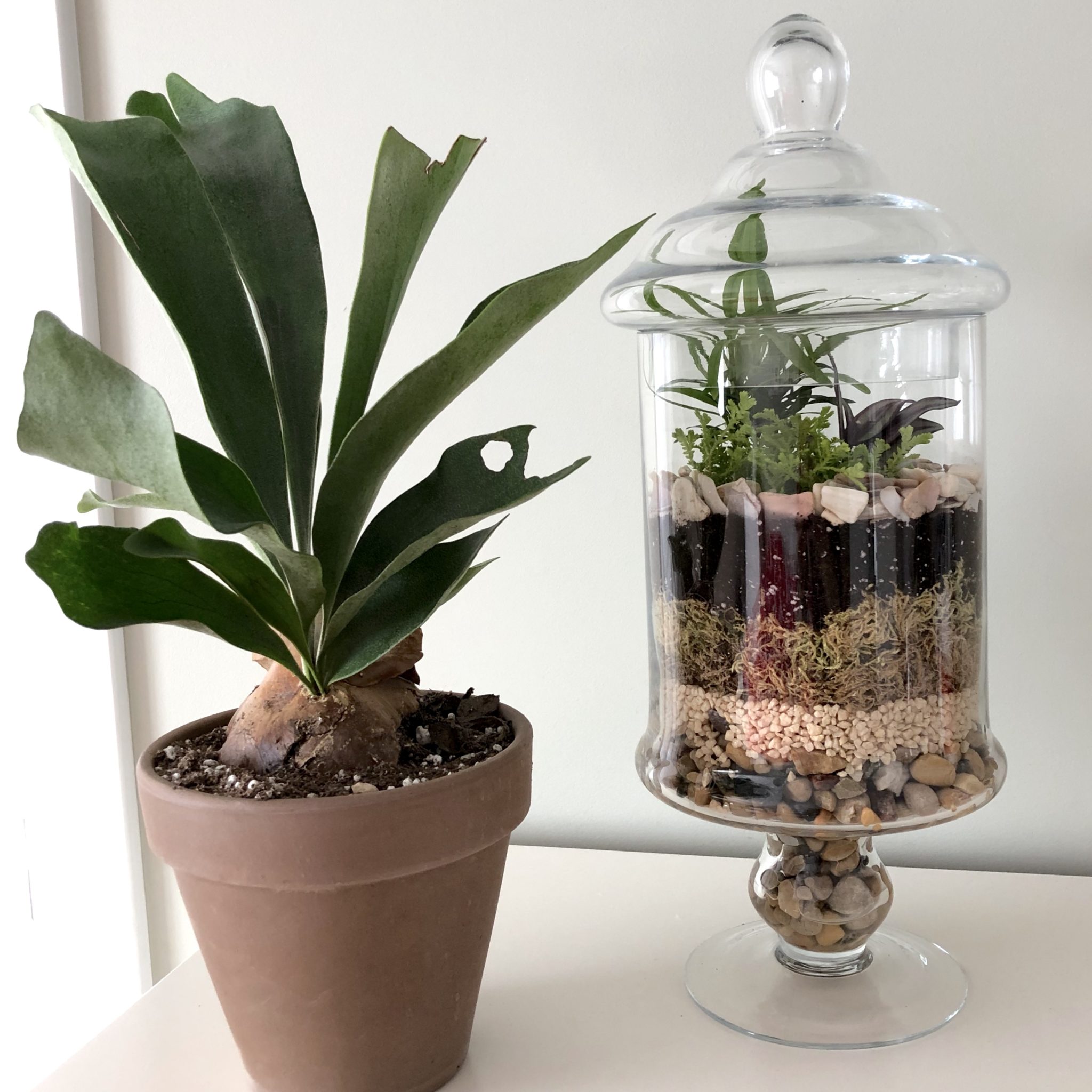 Glass Open Terrarium with DIY Stand (Including Care and a List of