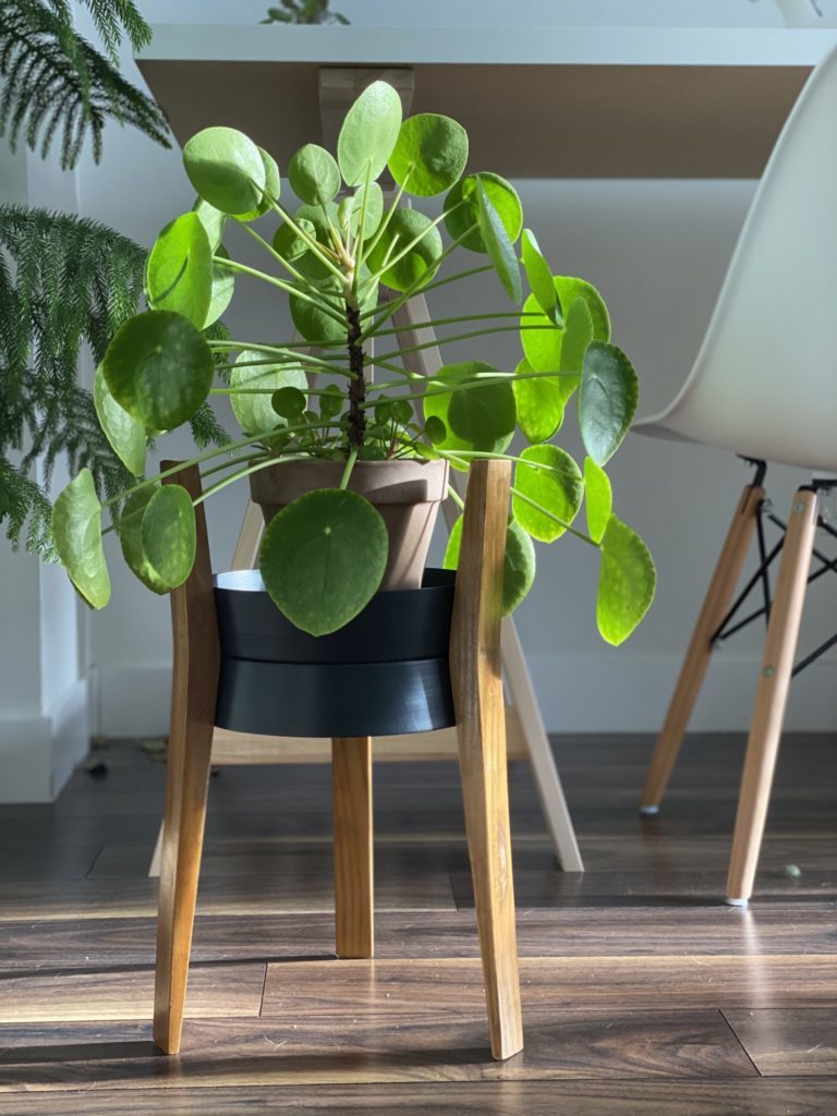 Best Low Maintenance Indoor Plants My Tasteful Space
