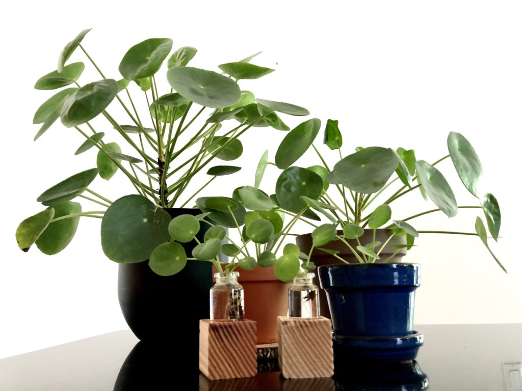 The Sharing Plant Pilea Propagation My Tasteful Space