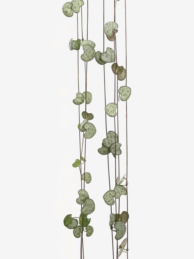 SB Ceropegia Woodii Trailing House Plant in 8cm Pot Chain of Hearts