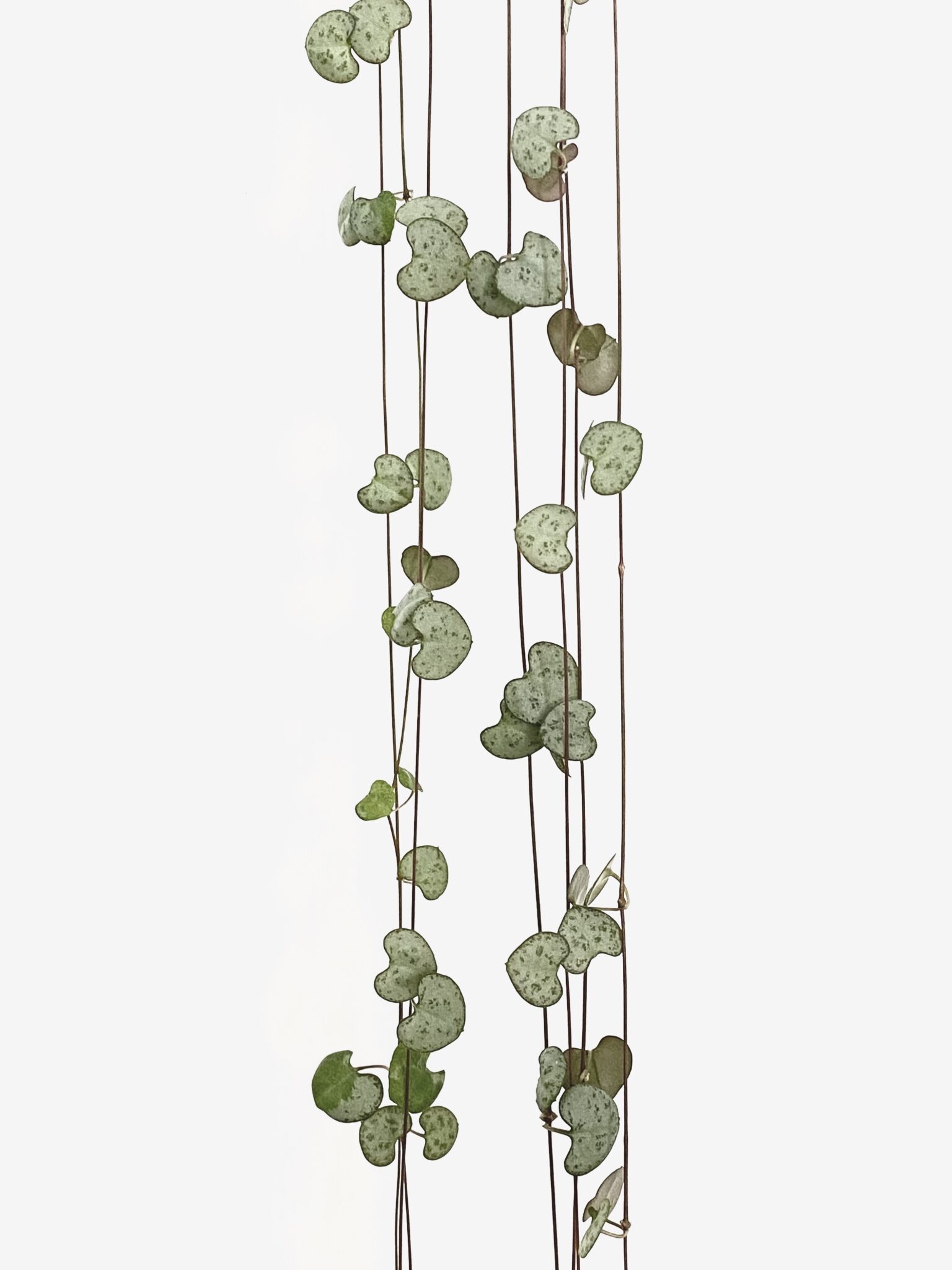 Ceropegia Woodii Care: Healthy String of Hearts