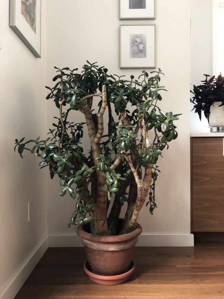 Jade Plant | The Prosperity and Friendship Plant - My Tasteful Space