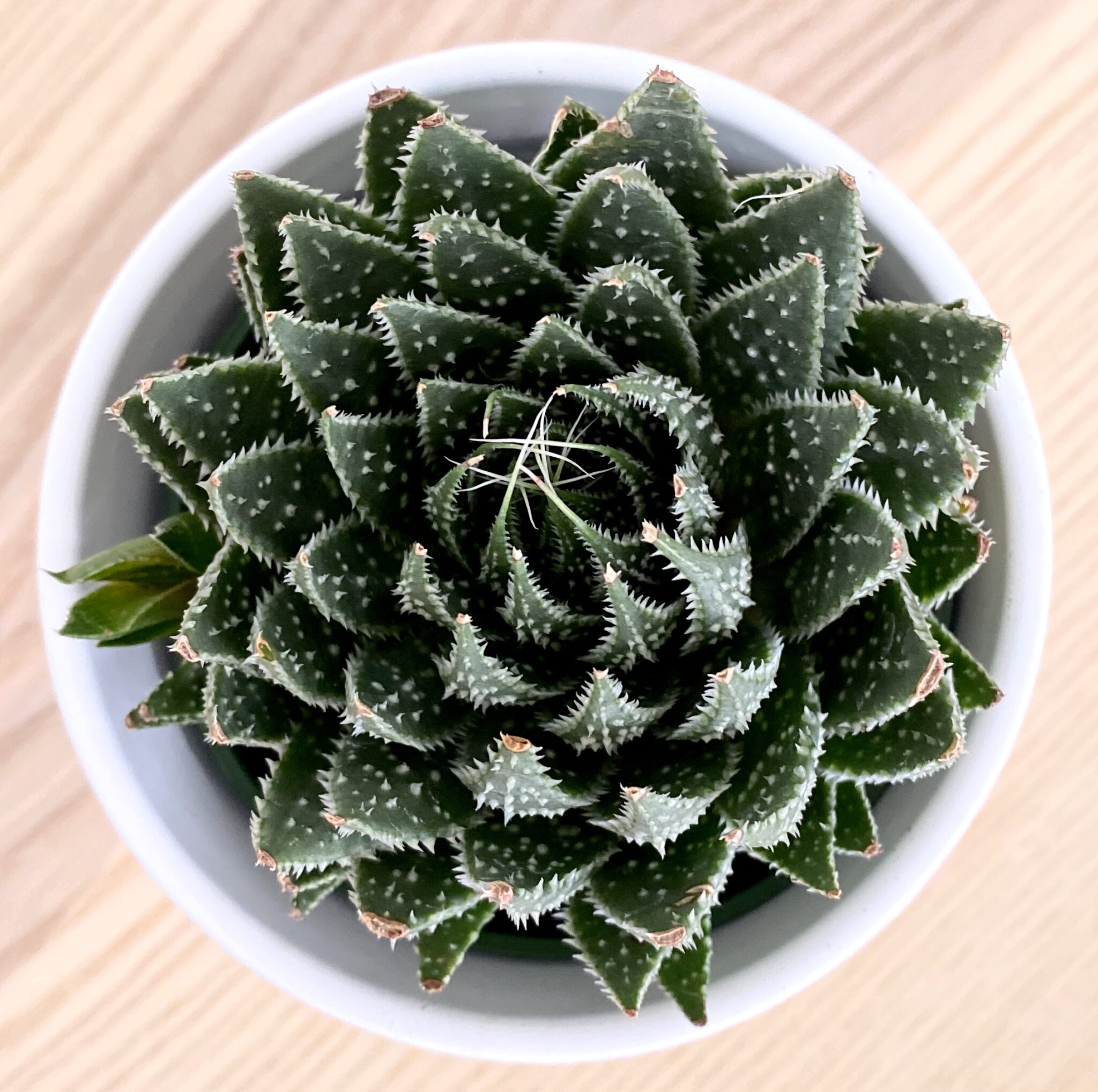 Succulents Safe for Cats: 5 Non-Toxic Picks