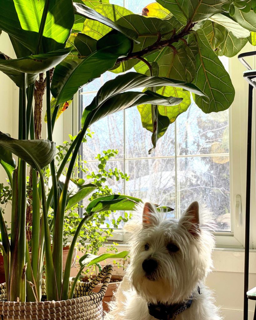Are Banana Plants Safe for Pets 