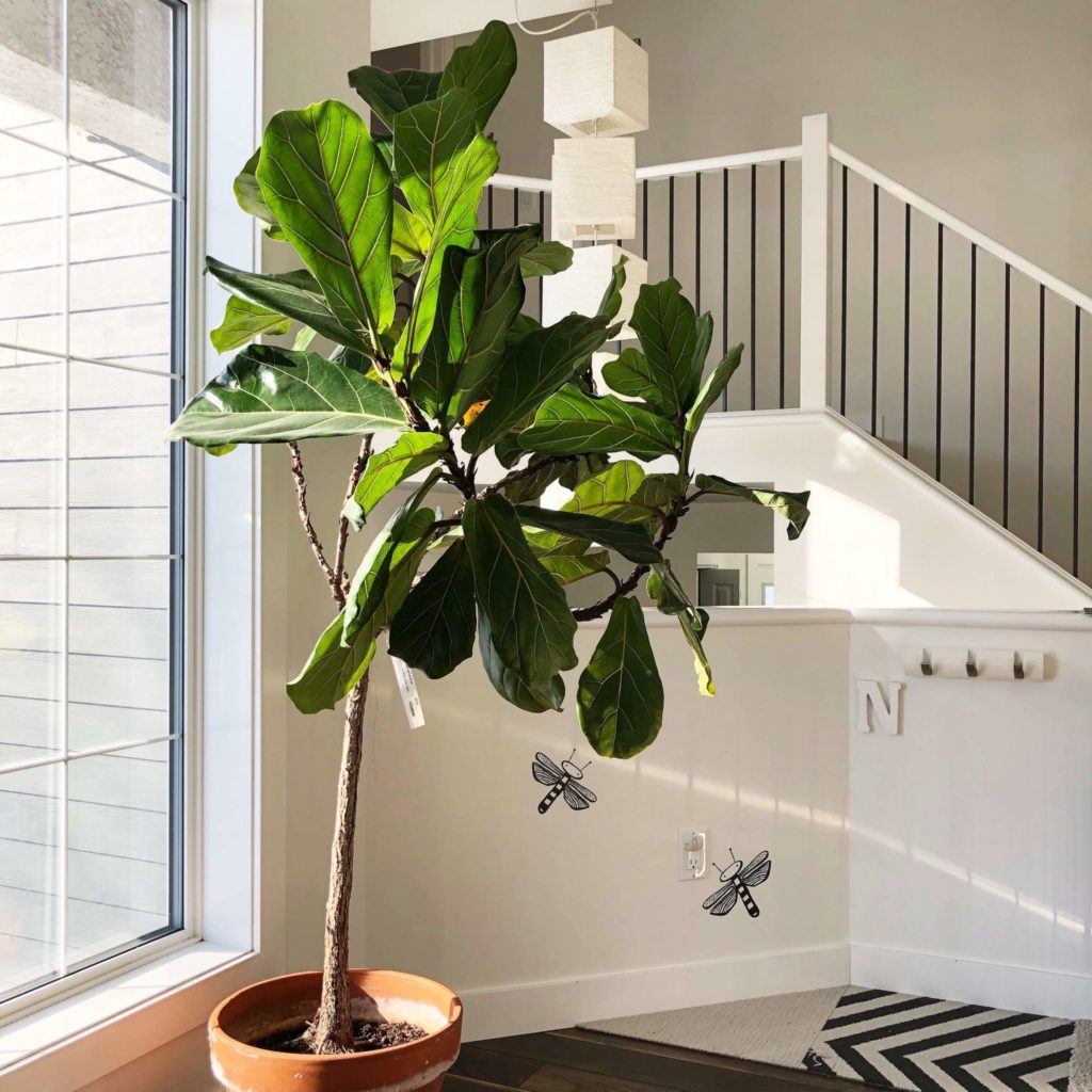 Tall Indoor Plants   20 Best Large Houseplants to Grow in Your Home ...