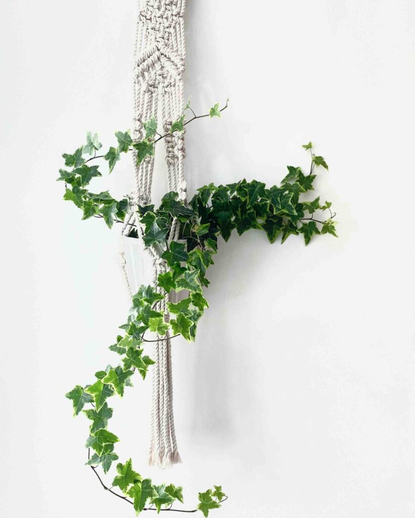 13 Best Climbing/Trailing/Creeper Indoor Plants for the Home – Cheeky Plant  Co.