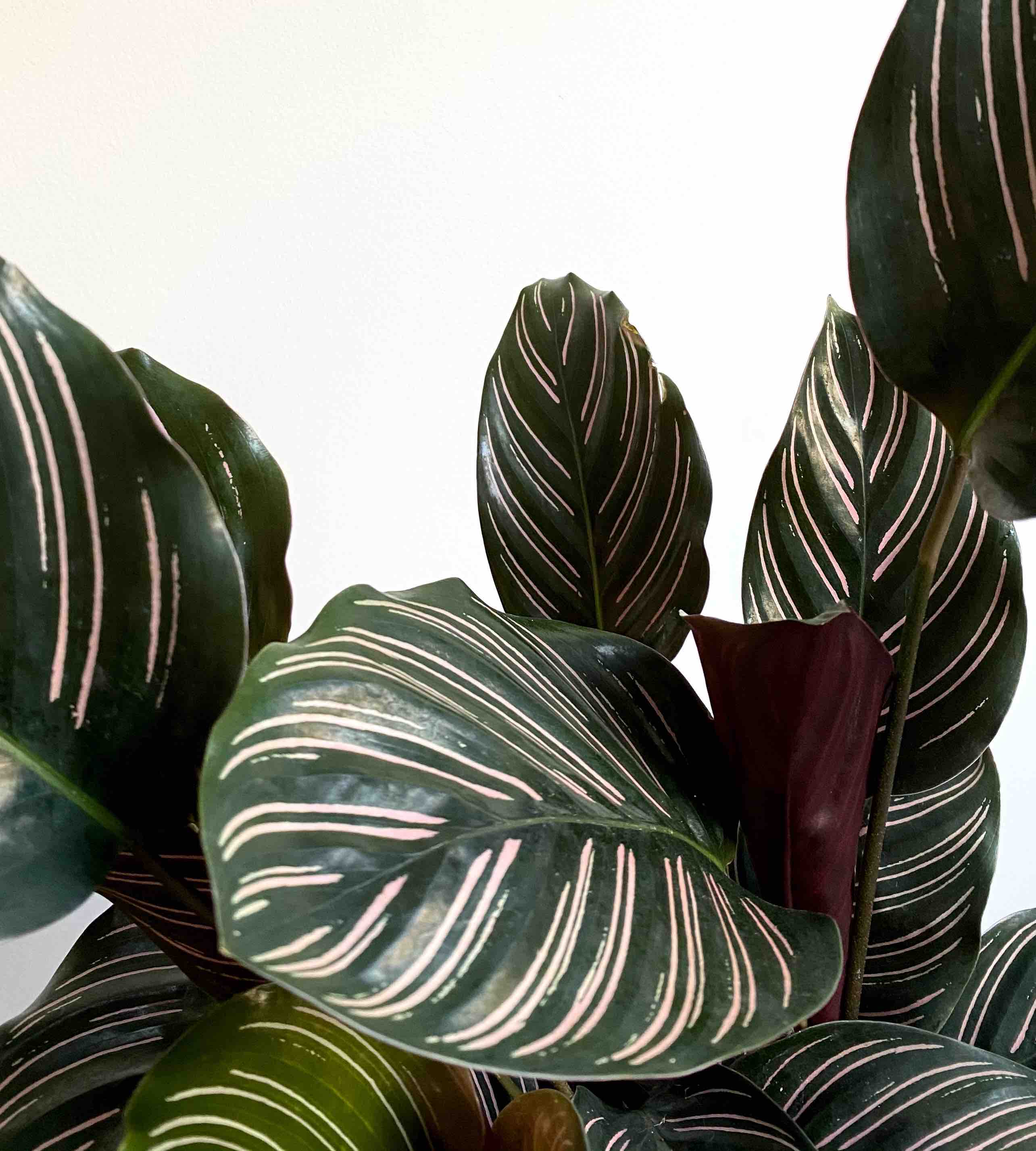 The Toughest Houseplants to Care For - My Tasteful Space