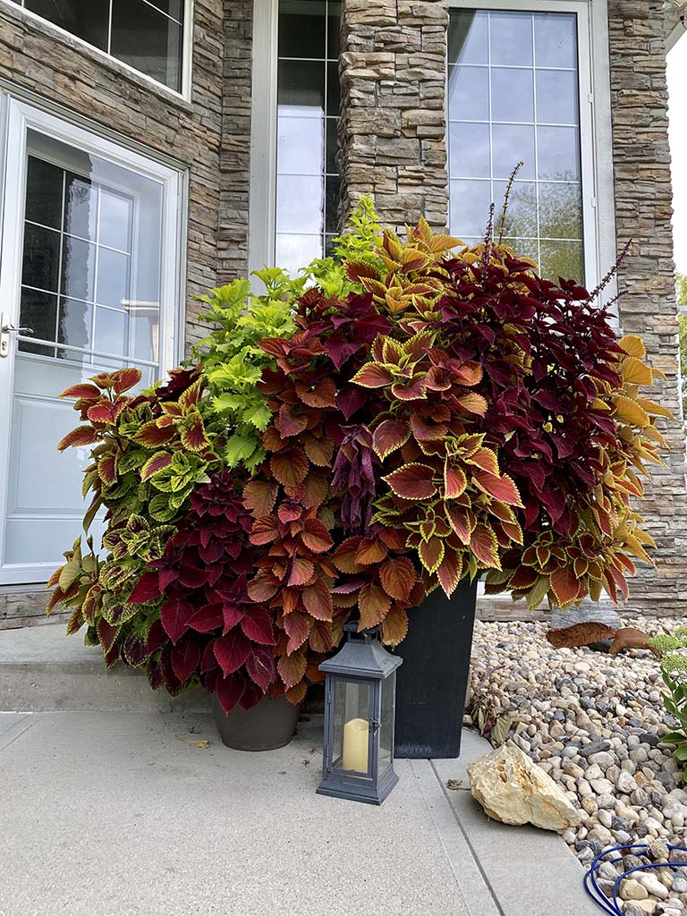 Safely Bringing Plants Indoors For The Winter - My Tasteful Space