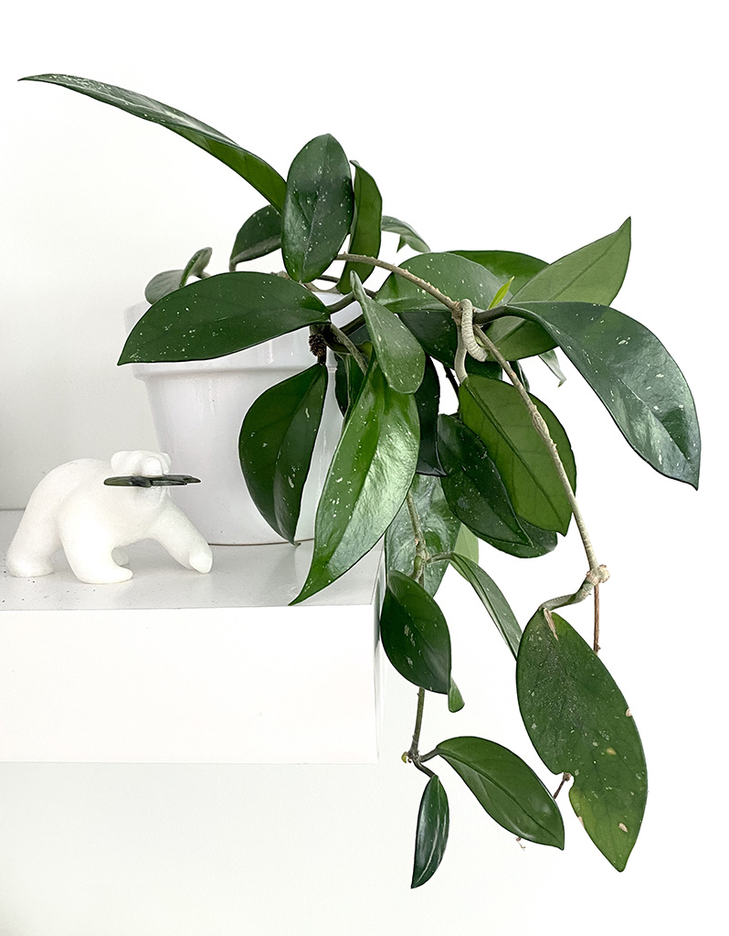 Hoya Hoya Carnosa Wax Plant; Over 100cm long Climber; Comes with White Ceramic Pot 
