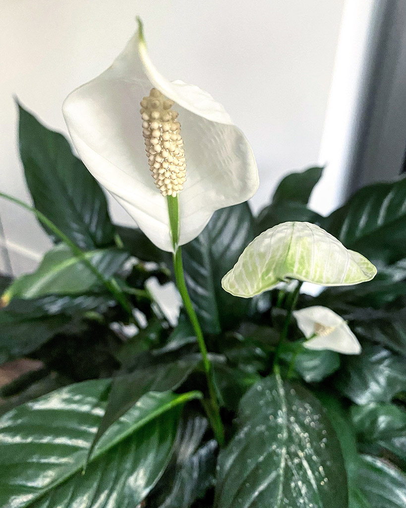 the-truth-about-the-peace-lily-how-to-keep-it-healthy-and-beautiful