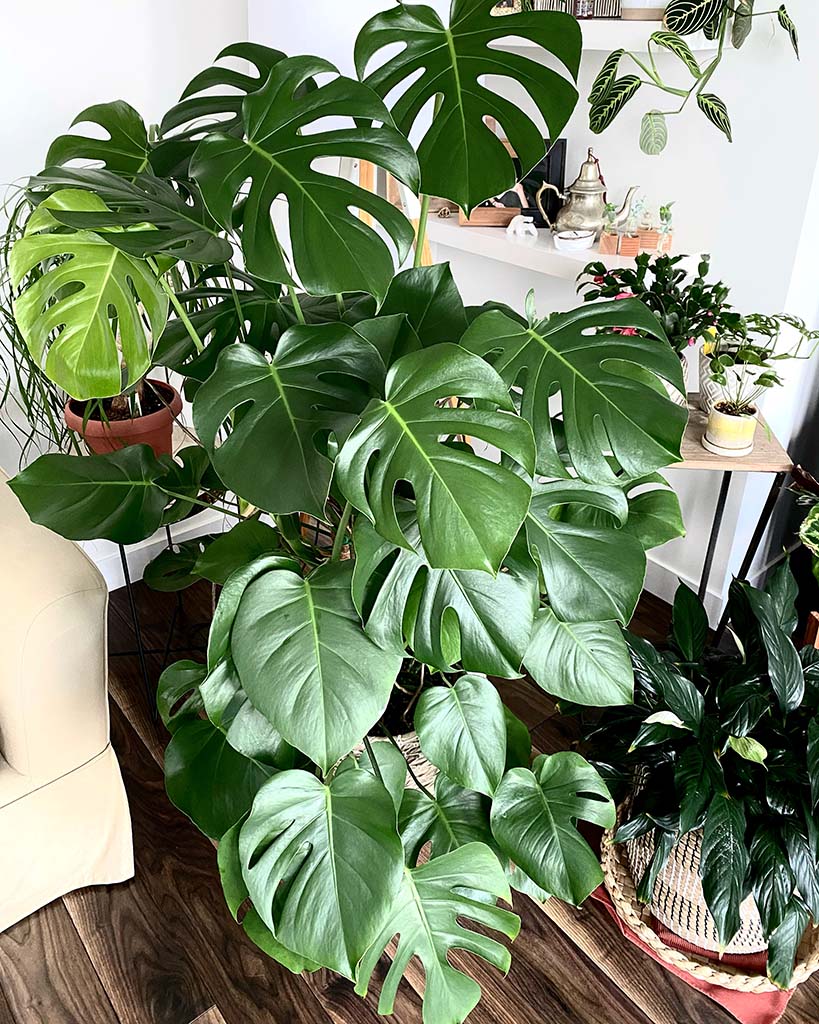 21+ Monstera Plant Growing Sideways