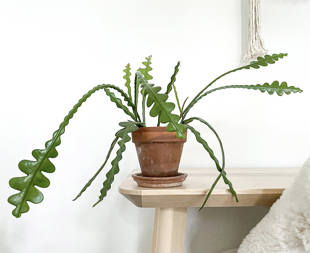 Fishbone Cactus | But Important Things You Need To Know