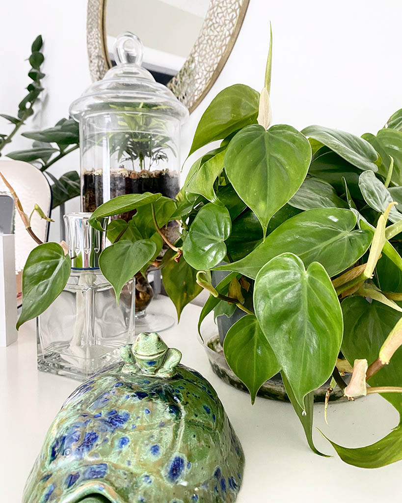 https://blog.mytastefulspace.com/wp-content/uploads/2021/08/Trailing-Philodendron-2.jpg