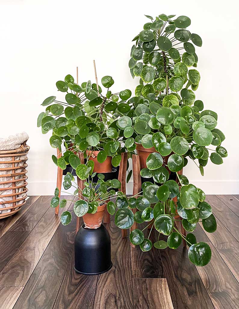 Chinese Money Plant Care: Everything You Need to Know to Grow And Propagate The Pilea Peperomioides - My Tasteful Space