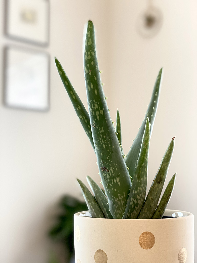 7 Best Low Humidity Indoor Plants For Dry Homes - My Tasteful Space