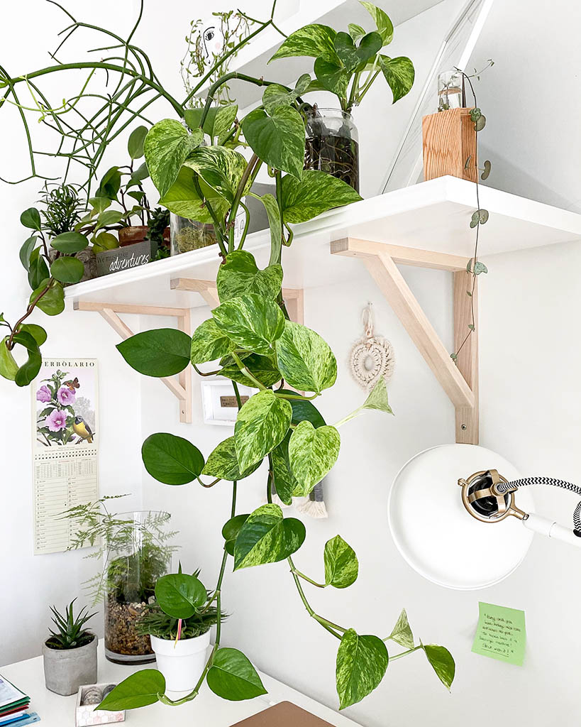 The Best Plants for Shelves; 7 and Trailing Plants Style Shelf. - My Tasteful Space
