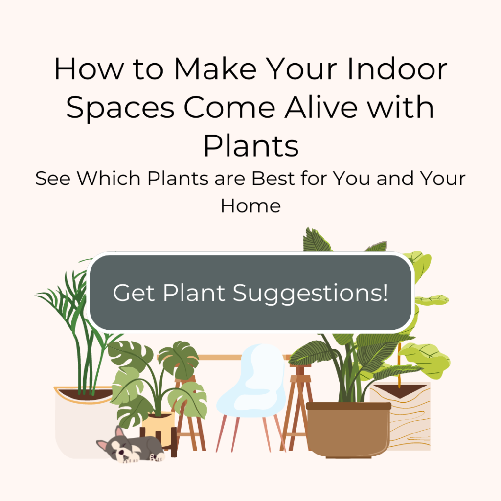Poisonous Houseplants: 10 Indoor Plants for Pet Owners and Parents to –  Pistils Nursery