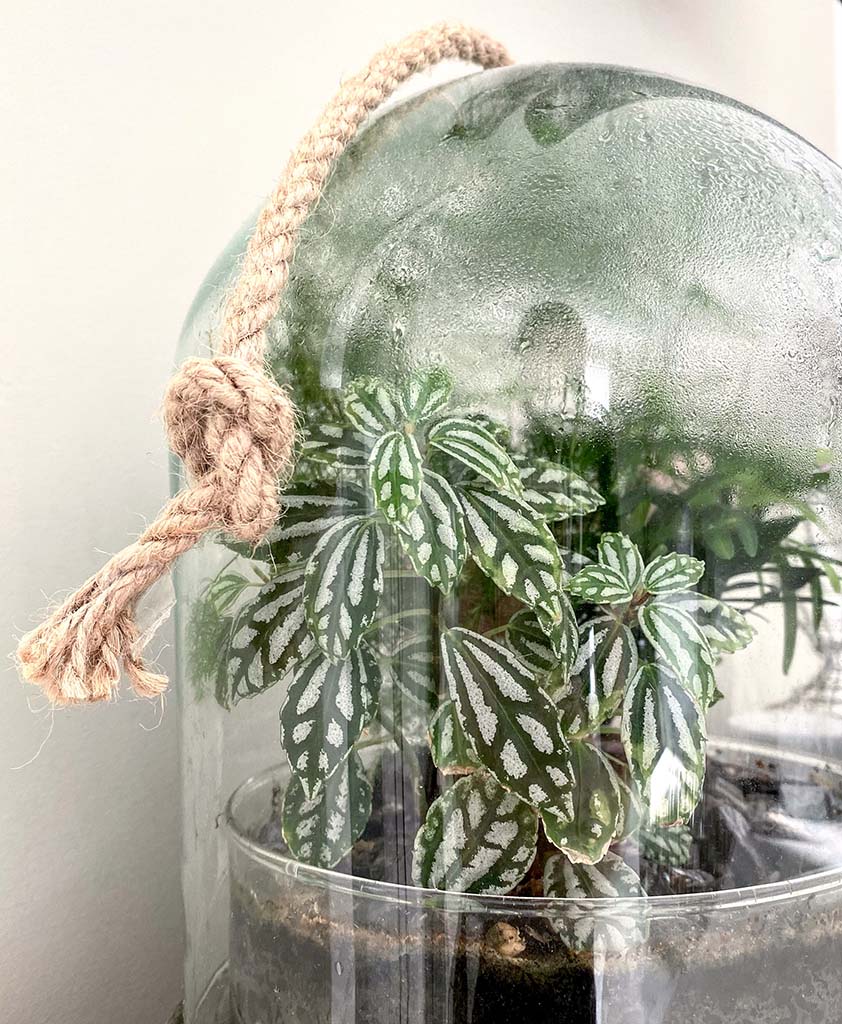 Best Terrarium Plants for Beginners and How to Care for Them