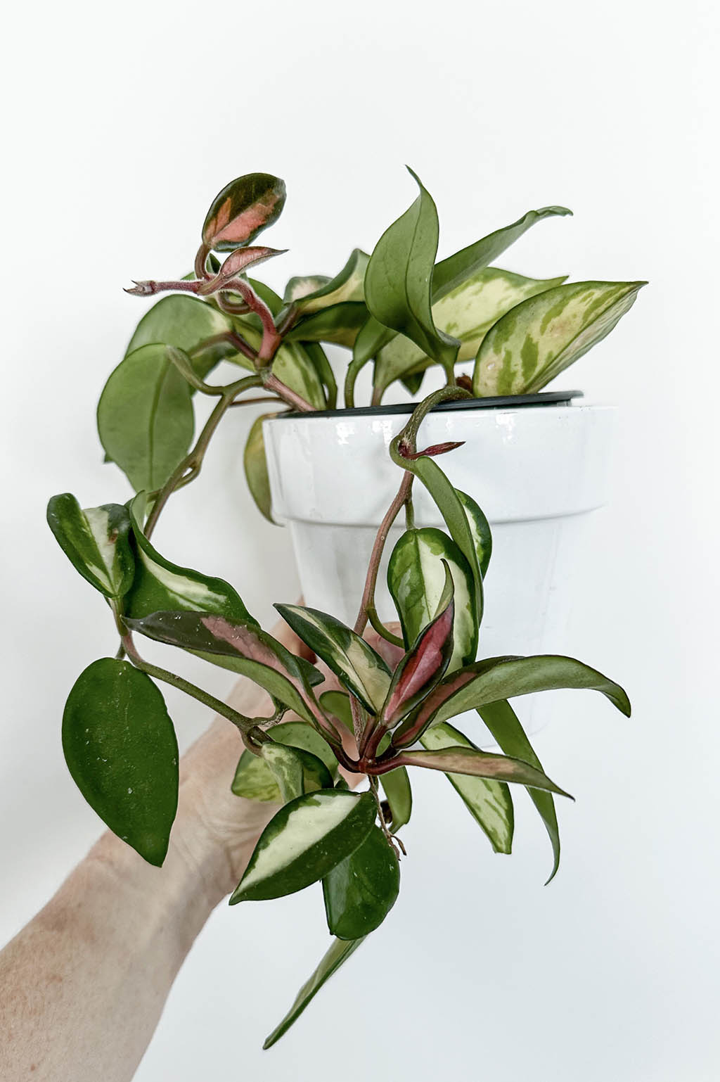 Indoor Plants Trends for 2024. Personality and Quality Over Quantity