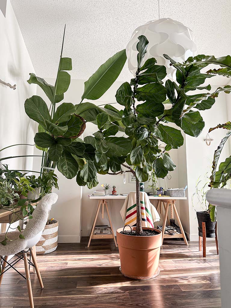 Repotting My Giant Fiddle Leaf Fig Into the Biggest Pot