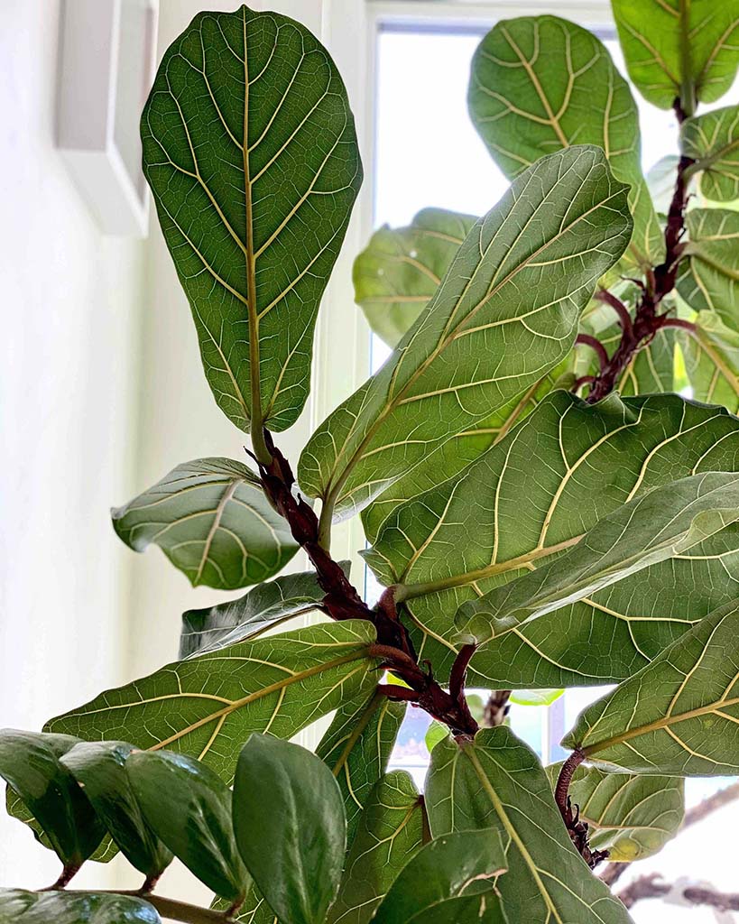 Ultimate Fiddle Leaf Fig Care And Its Most Common Problems.